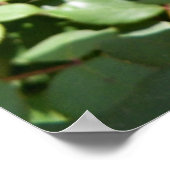 ピンク・ローズの開花写真 ポスター (角)