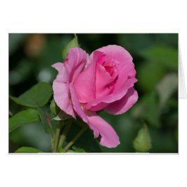 ピンク·ローズ·インサ空白のイド