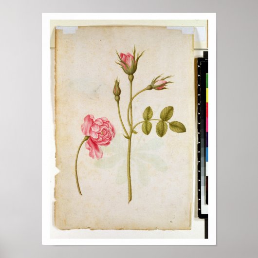 ピンク・ローズ、c.1568 ポスター (正面)