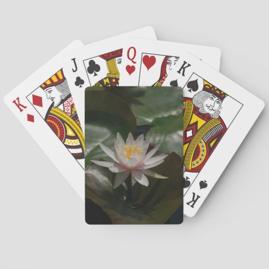 ピンク《植物》スイレンロータストランプ トランプ (裏面)