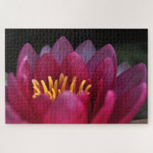 ピンク《植物》スイレン