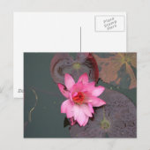 ピンク《植物》スイレン ポストカード (正面/裏面)