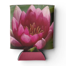 ピンク《植物》スイレン