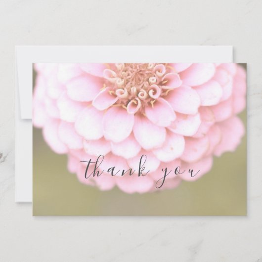 ピンク《植物》百日草フラワーフローラフラットサンキューカード サンキューカード (正面)