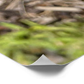 ピンク《植物》百日草フラワーポスター ポスター (角)