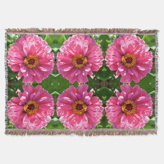 ピンク《植物》百日草 スローブランケット (正面)