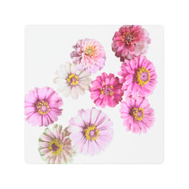 ピンク《植物》百日草 メタルプリント
