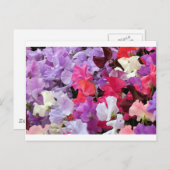 ピンク、紫、白のスイートピーの花の開花 ポストカード (正面/裏面)