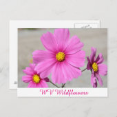 ピンクWVワイルドフラワー ポストカード (正面/裏面)
