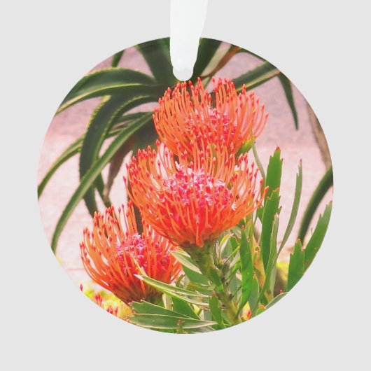 ピンチシオンタンゴ#1オーナメント オーナメント (正面)