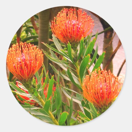 ピンチシオンタンゴ#1スタンプ ラウンドシール (正面)