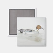 ピンテールダック2011 マグネット (正面/裏面)