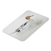 ピンテールダック2011 マグネット (左側)