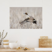 ピンテールドレイク飛行 ポスター (キッチン)