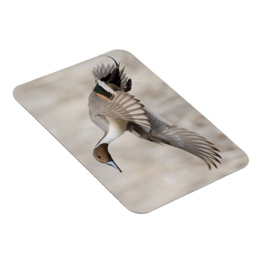 ピンテールドレイク飛行 マグネット (右側)