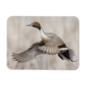 ピンテールドレイク飛行 マグネット (横)