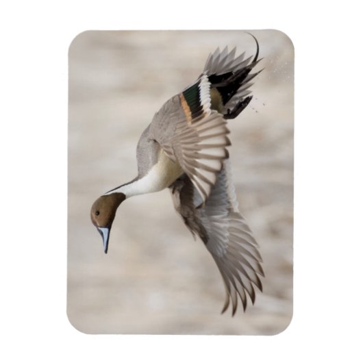 ピンテールドレイク飛行 マグネット (縦)