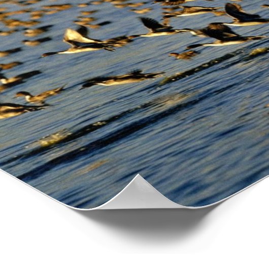 ピンテール ポスター (角)