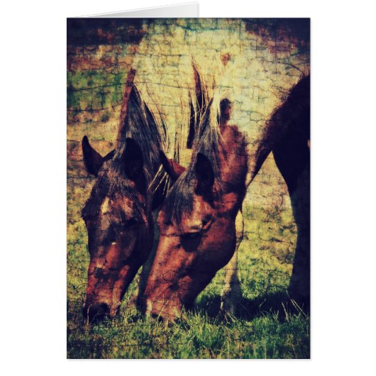 ピントス (正面)