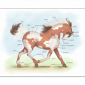 ピントポニー馬の教育ウマ科の解剖図 シール (正面)