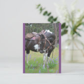 ピントマーレファーゴ馬のポストカード ポストカード (スタンド正面)