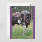 ピントマーレファーゴ馬のポストカード ポストカード (正面/裏面)