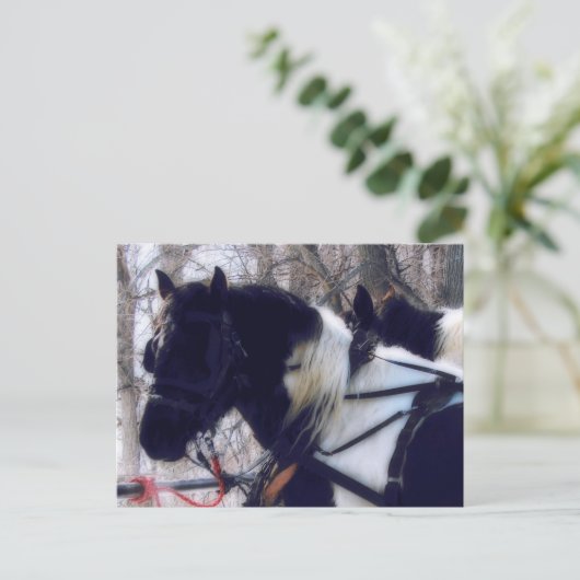 ピント荷車を引くウマ農村アイオワ写真 ポストカード (スタンド正面)