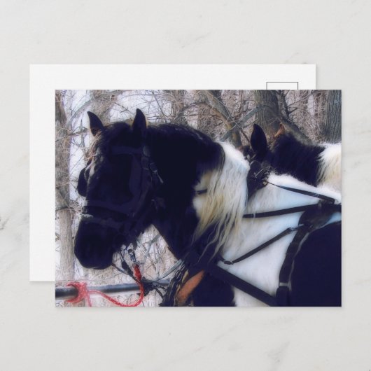 ピント荷車を引くウマ農村アイオワ写真 ポストカード (正面/裏面)