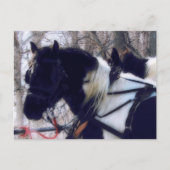 ピント荷車を引くウマ農村アイオワ写真 ポストカード (正面)