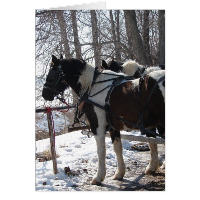 ピント荷車を引くウマ (正面)