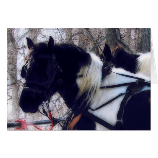 ピント荷車を引くウマ (正面横)