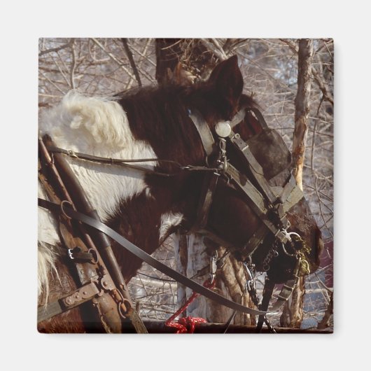 ピント荷車を引くウマ マグネット (正面)