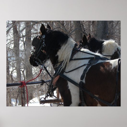 ピント荷車を引くチーム ポスター (正面)