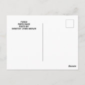 ピント馬のポストカード ポストカード (裏面)