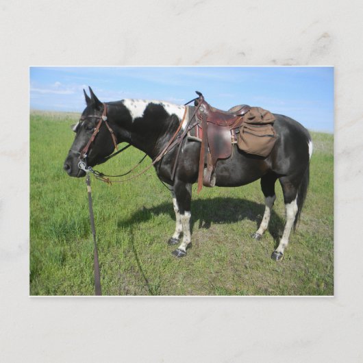 ピント馬のポストカード ポストカード (正面)
