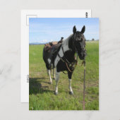 ピント馬のポストカード ポストカード (正面/裏面)