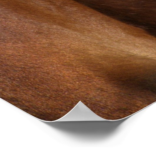 ピント馬 ポスター (角)