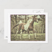 ピント・アラビア ポストカード (正面/裏面)