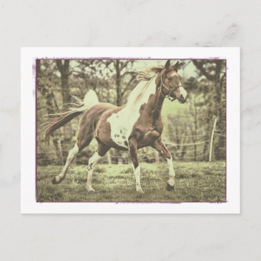 ピント・アラビア ポストカード (正面)