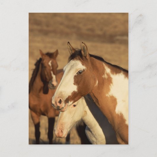 ピント・イン・ヘルド ポストカード (正面)