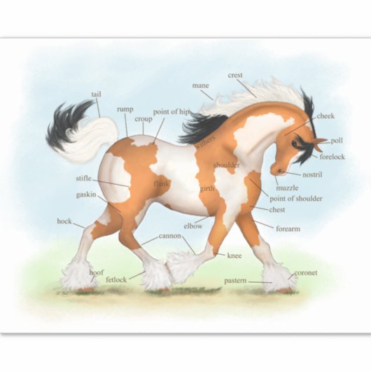 ピント・ジプシー馬の教育ウマ科の解剖図 シール (正面)