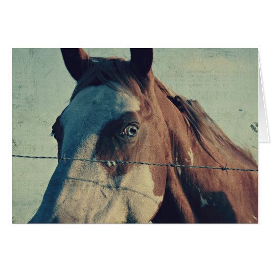 ピント・ソング (正面横)