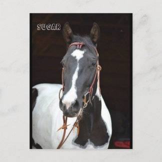ピント・フィリー名の馬のポストカード"シュガー" ポストカード