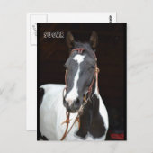 ピント・フィリー名の馬のポストカード"シュガー" ポストカード (正面/裏面)