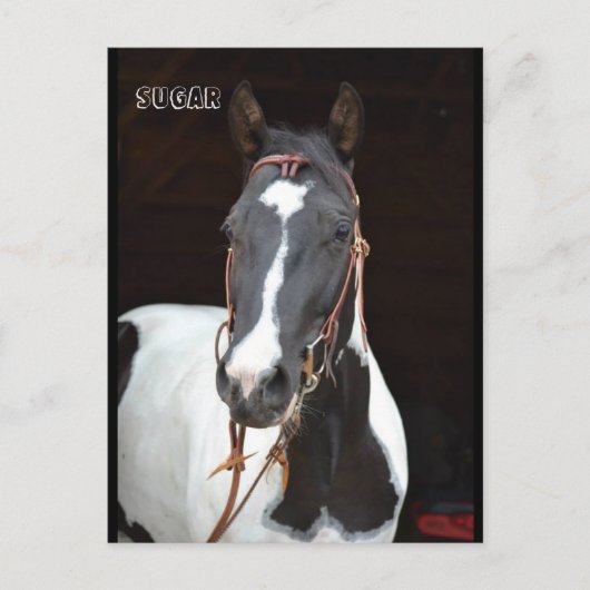 ピント・フィリー名の馬のポストカード"シュガー" ポストカード (正面)