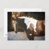 ピント・ホース ポストカード (正面/裏面)