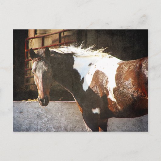 ピント・ホース ポストカード (正面)