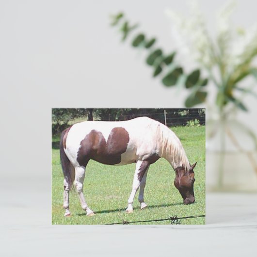 ピント ポストカード (スタンド正面)