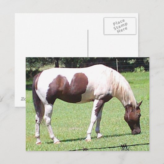 ピント ポストカード (正面/裏面)