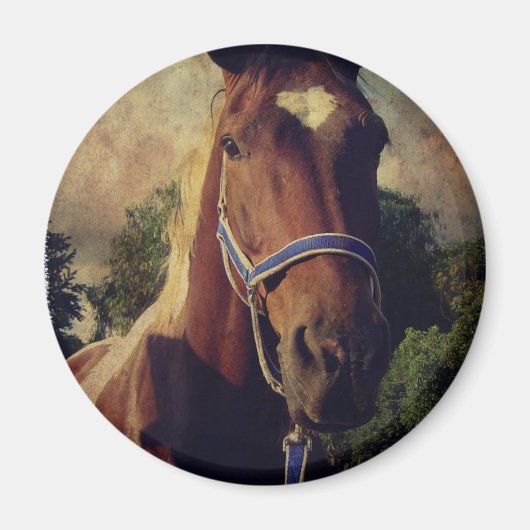 ピント マグネット (正面)